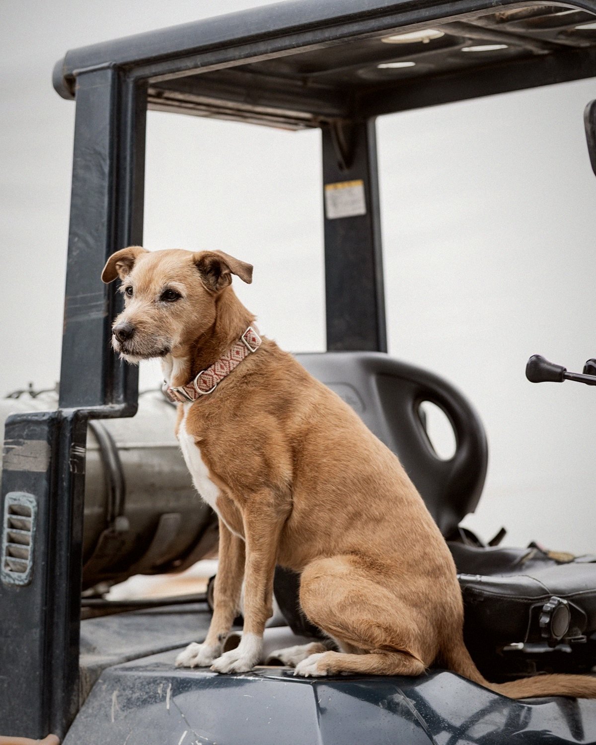 The yard dog sits on a forklift seat at the mill