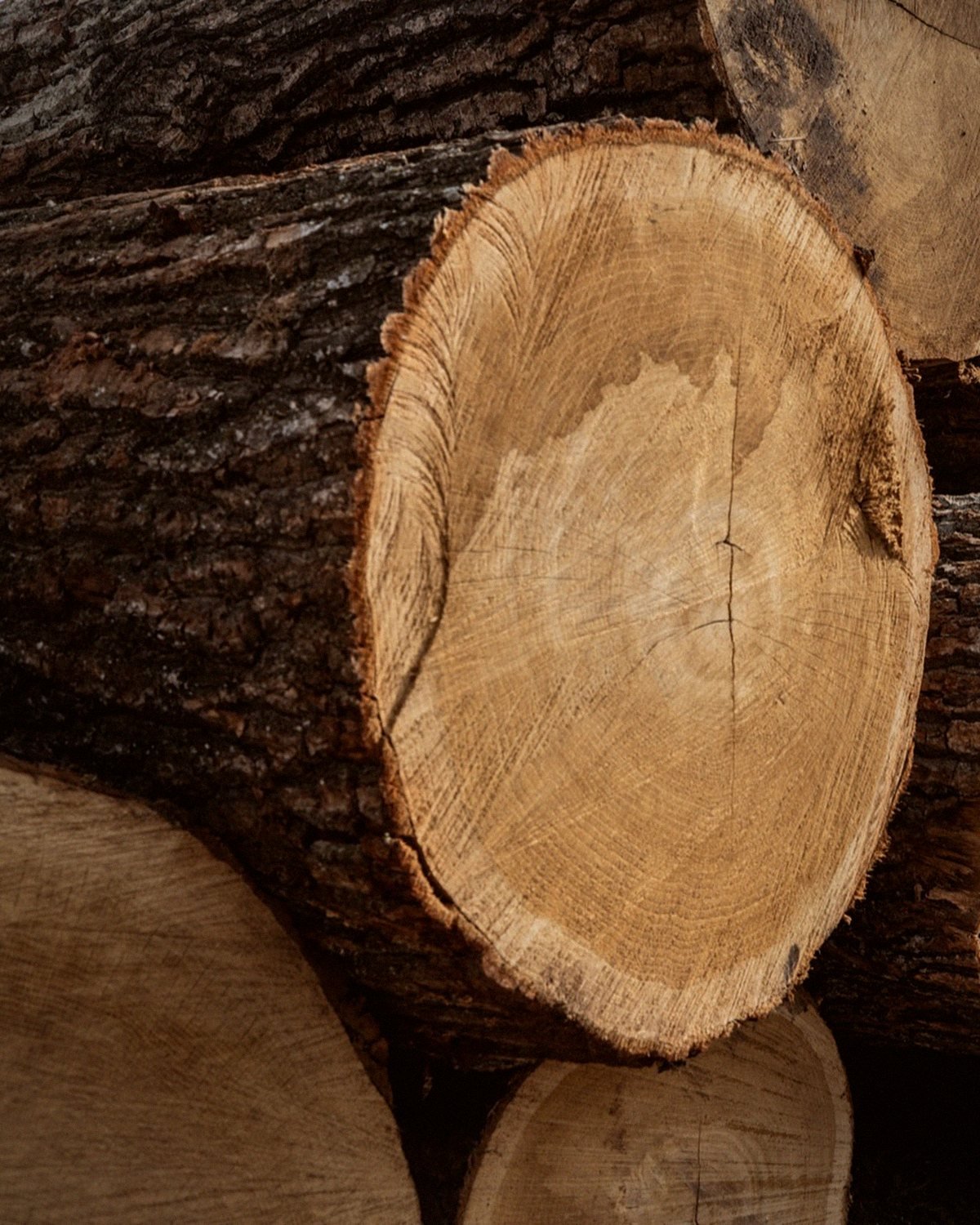The cut end of an oak log, its growth rings and bark
