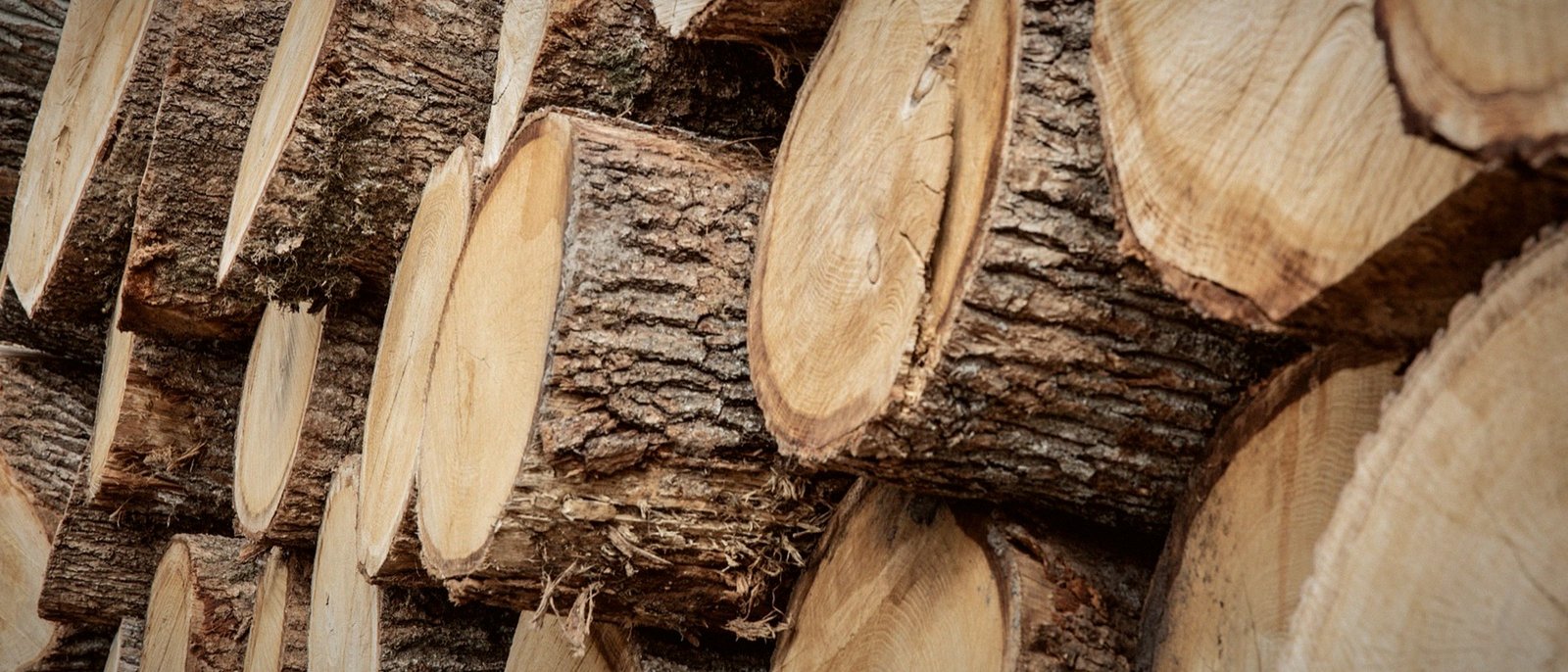 Oak logs at the mill, used as an associative material photograph