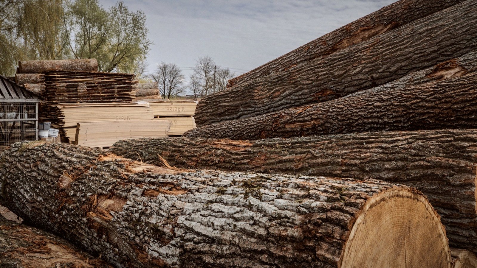 Oak logs stacked in the mill yard under an overcast sky