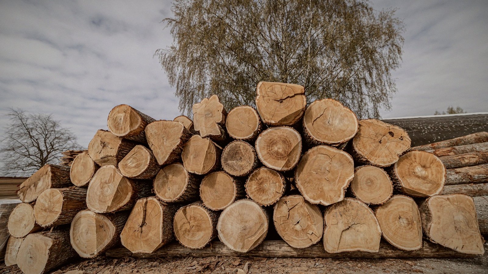 Oak logs in the mill yard, with a birch tree behind them